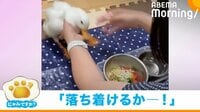 【映像】大興奮!“爆速”でご飯にかぶりつくピヨコちゃん