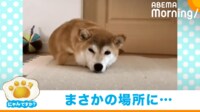 【映像】怪奇現象!?リラックスした柴犬から鳴るスマホの“着信音”
