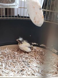 中村江里子『パパに似て・・・』