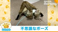 【映像】逆さ開脚で遊ぶ猫