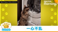 【映像】一心不乱に洗濯機をホリホリする猫