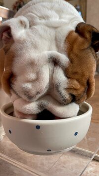 北斗晶『おまんじゅうちゃん』