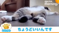 【映像】“勝手気まま”に廊下で寝転がる猫