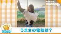 【映像】飼い主と“コンビダンス”をする犬 フィニッシュまで完璧な姿が話題