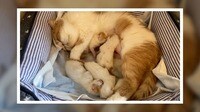 【映像】子猫の激しい乳ポジ争いにほっこり