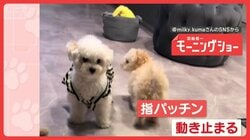 急停止！指パッチンでピタッ　音に反応するワンちゃん　なぜ動き止まる？