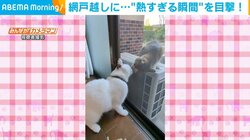 猫が網戸越しに熱いキス！？2匹の“淡い恋模様”に飼い主もほっこり