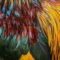 ラッパー：狐火、25枚目のアルバム「金メッキ」を9月22日（金）にリリース。