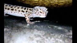 6年連れ添った“ヒョウモントカゲモドキ”が浴槽の排水溝に 決死の救出劇も衝撃の事実が発覚