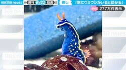 「我が家にもお迎えしたいなぁ」水槽の中で立ち上がる色鮮やかなウミウシに「可愛すぎる！」「イケメンに見える」と絶賛の嵐