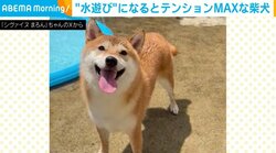 “水遊び”を楽しむ柴犬 歯がむき出しになるほどテンション爆上がりの姿が話題