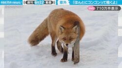 「ほんとにコンコンだったぁー！」キツネが“意外な鳴き声”をあげる様子に「甘えるような声ですねぇ～」の声