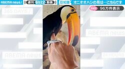 オニオオハシの耳はどこか知ってる…？驚きの位置に「ポツンと空いてる穴なんですね…」「耳まわりフカフカしてる！」と話題