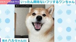 ボール放置→チラ見 ツンデレ柴犬の“興味ないフリ”に「オチが独特！」「初めて見るタイプだった笑」の声