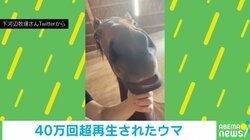 下唇をしばらく“タプタプ” されるがままのキュートな馬に「一生見ていたい」「何回見ても笑ってしまう」の声