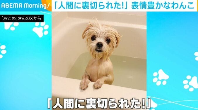 「おこめ」ちゃん