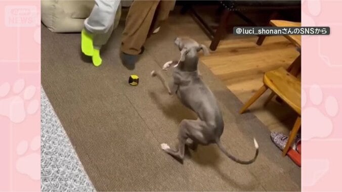 一緒にピョンピョン