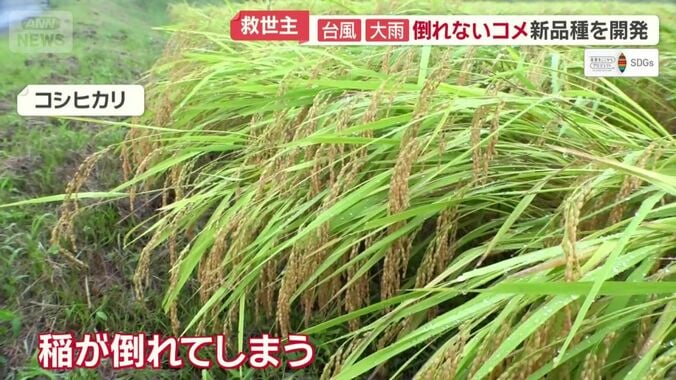 大雨で倒れてしまったコシヒカリの稲