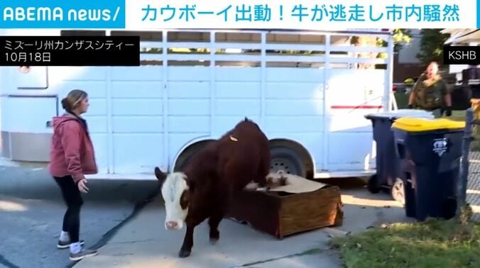 逃走する牛