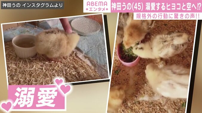 空飛ぶヒヨコ!?神田うの、規格外な行動に反響「スケール違いすぎて最高です」「VIP送迎ですね」 2枚目