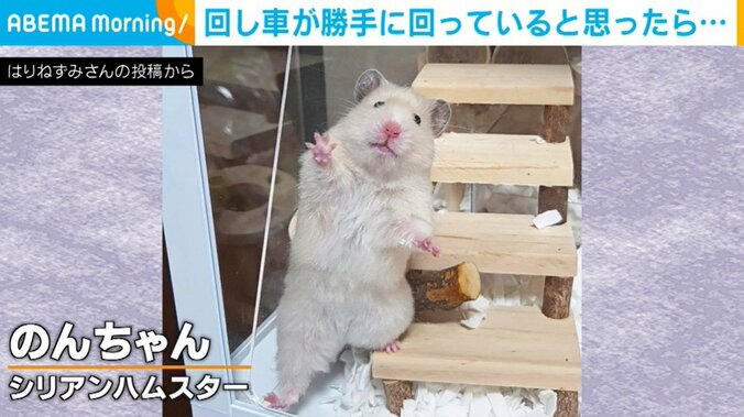 ハムスターの、のんちゃん