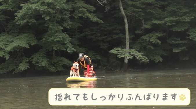 「感動だワン！」柴犬かぼすちゃん、 美しすぎる大自然の中でカヌー挑戦で 11枚目
