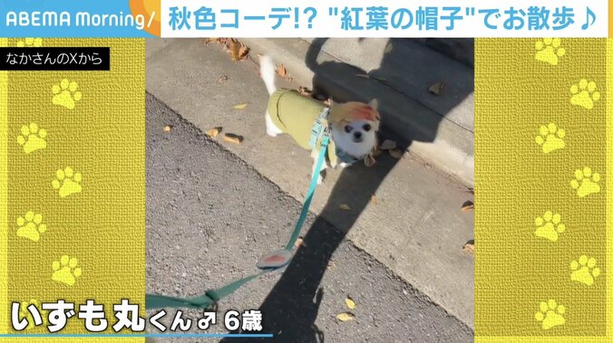 チワワのいずも丸くん
