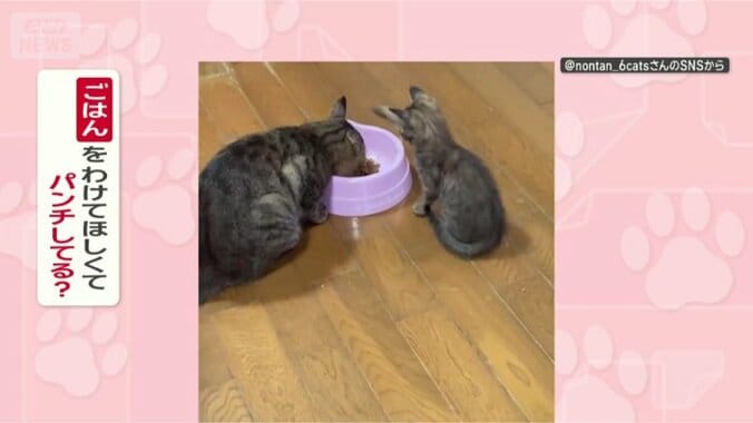 なぜパパにパンチしてるの？
