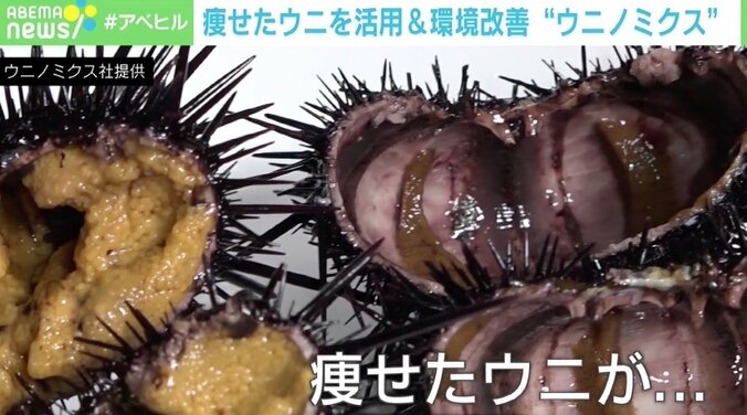 磯焼けを起こす“駆除ウニ”を立派な食用に ウニノミクスが目指す環境改善×ビジネス これからは「ゴミ＝資源」の視点が必要に？ 3枚目