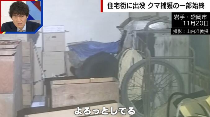 麻酔が効いてフラフラと横になるクマ