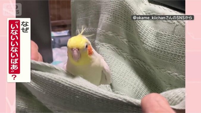 なぜ「いないいないばあ」するの？