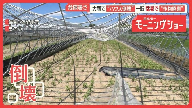 災害級大雨から一転猛暑　農家は悲鳴「収穫できず全部廃棄」　台風9号あす石垣島直撃 1枚目