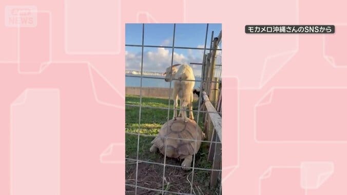 ヤギが華麗にカメを乗りこなす