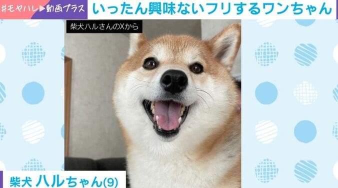 柴犬のハルちゃん