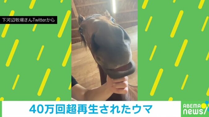 下唇をしばらく“タプタプ” されるがままのキュートな馬に「一生見ていたい」「何回見ても笑ってしまう」の声 1枚目