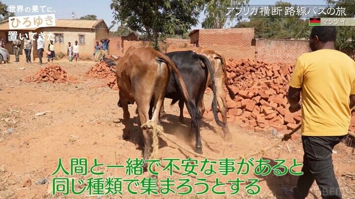 東出昌大、アフリカで生きた牛をさばく 逃げまどう姿に葛藤も「うまい！」命の恵みに感動