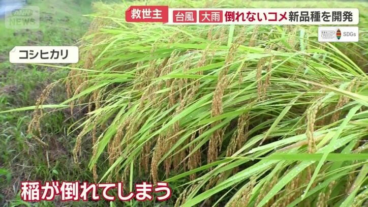 大雨で倒れてしまったコシヒカリの稲