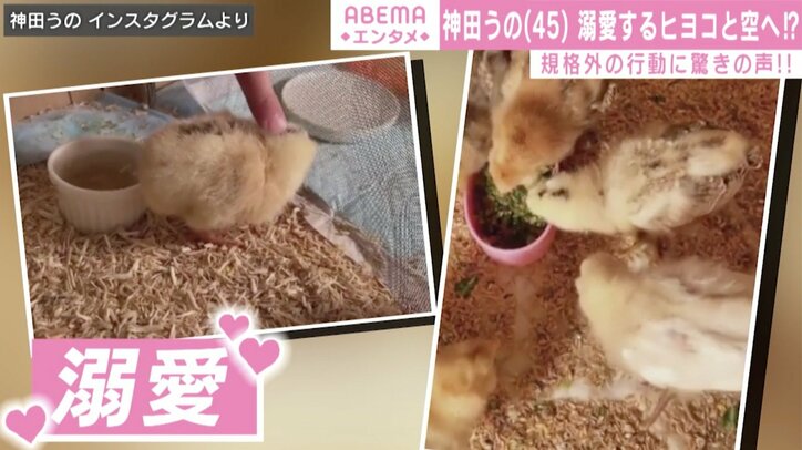 空飛ぶヒヨコ!?神田うの、規格外な行動に反響「スケール違いすぎて最高です」「VIP送迎ですね」
