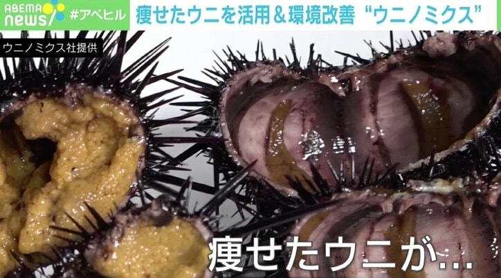 磯焼けを起こす 駆除ウニ を立派な食用に ウニノミクスが目指す環境改善 ビジネス これからは ゴミ 資源 の視点が必要に 経済 It Abema Times