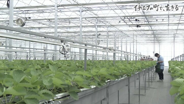 「“毒イチゴ農家”ってネットに書かれたことも…」“イチエフ”の町・大熊で生きることを決めた人たち