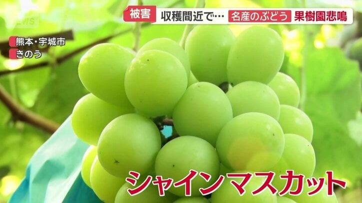 シャインマスカット