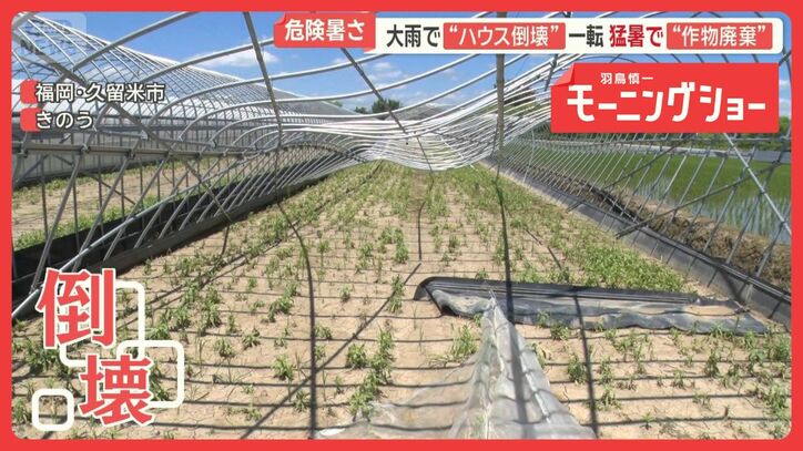 災害級大雨から一転猛暑 農家は悲鳴「収穫できず全部廃棄」 台風9号あす石垣島直撃