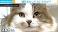 飼い主「3度見した」箱に吸い込まれた猫の姿に「コレはビビるww」「カップケーキみたい」と話題