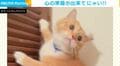  ｢どんな手を使っても逃げます！」ドライヤー嫌いな猫の“派手な逃亡劇”に「かわいすぎw」「音がこわいかもなぁ」などの声