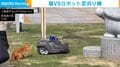 猫がロボット芝刈り機に先制パンチ! 果敢に攻めてKOしたかと思いきや…まさかの展開に「結構本格的」「可愛すぎます」視聴者を魅了
