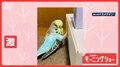 ダダダ！　超高速タッチ　脚で箱を高速でたたくインコさん　中身を確認してるの？