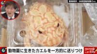 「生きたカエル」を送りつけられ…迷惑行為に憤慨