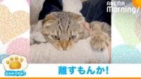 【映像】必死に腕にしがみつく7カ月の猫の姿