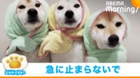 【映像】柴犬3匹のまさかの“事故”