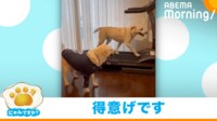 【映像】“ドヤ顔”で兄弟にマウントをとって走る犬(失敗した犬のしょんぼり顔も)